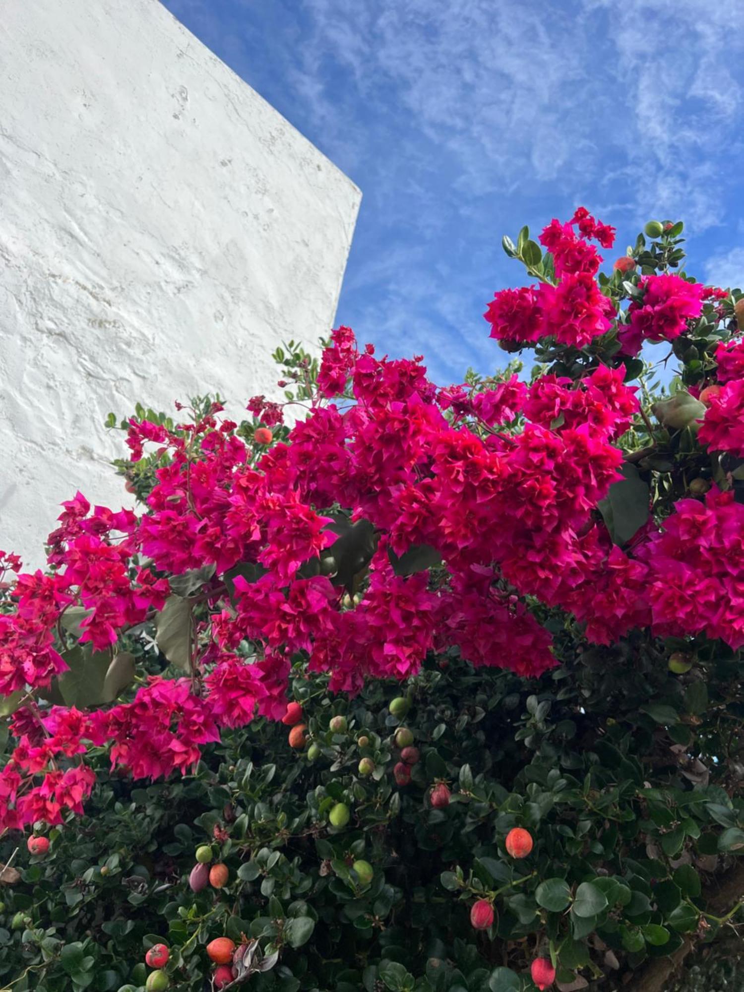 Wellbeing Guesthouse Casa E Connosco Alvaiázere エクステリア 写真